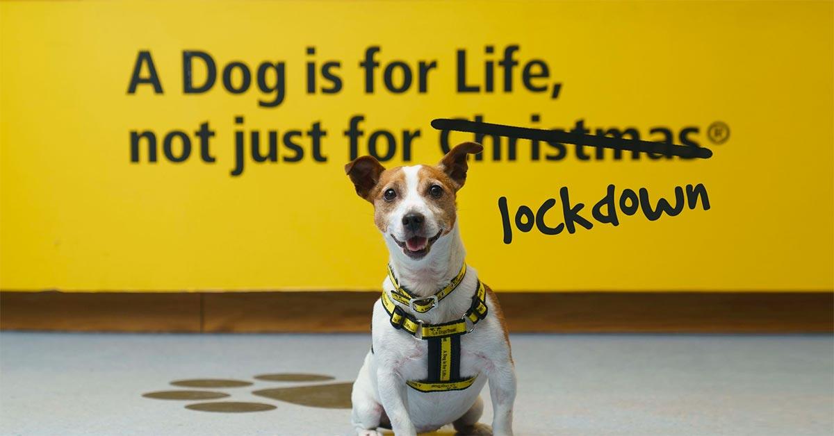 Buy a Pound Puppy & Help Rehome a Dogs Trust Dog | Wigwam Toys Brighton