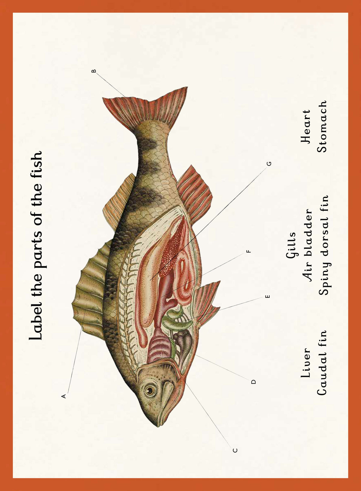 Bookspeed Animalium Activity Book