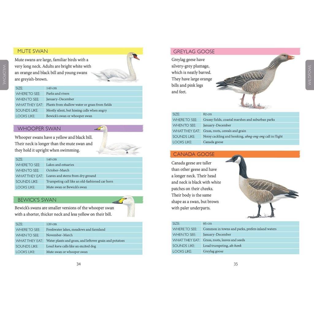 Nosy Crow Books National Trust: Out and About Bird Spotter Book (6798933033120)