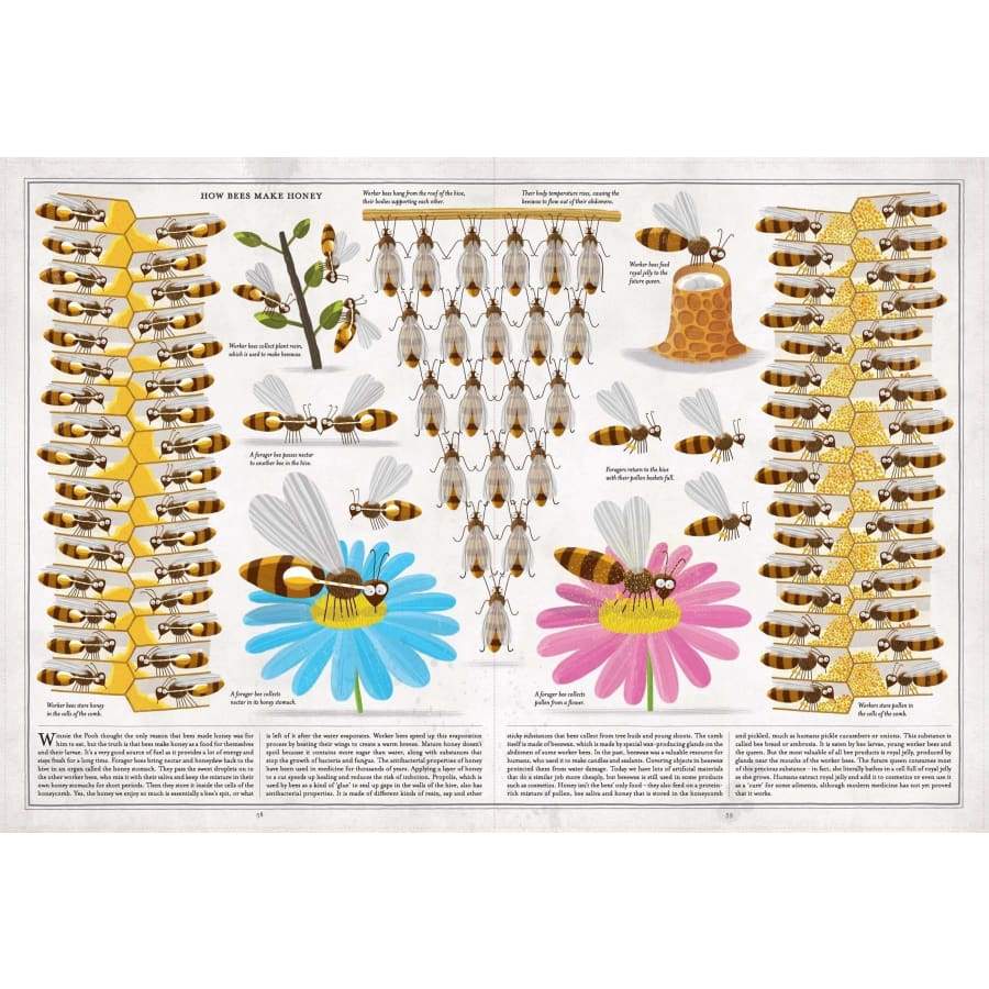 The Book of Bees by Piotr Socha - Wigwam Toys Brighton (1713669472327)